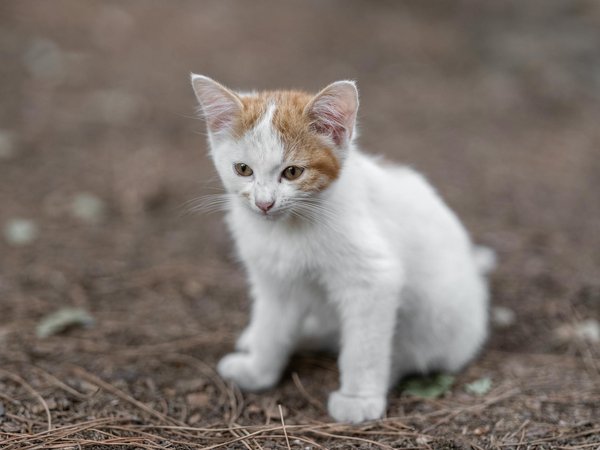 Les dix meilleures astuces pour dresser un chaton