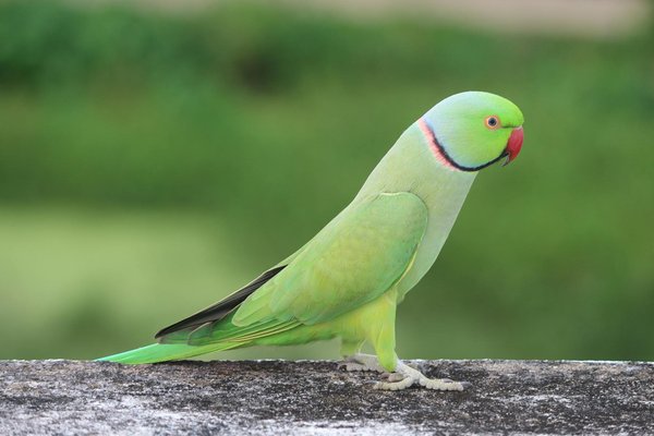 L'adoption d'un chaton versus l'adoption d'un chat adulte