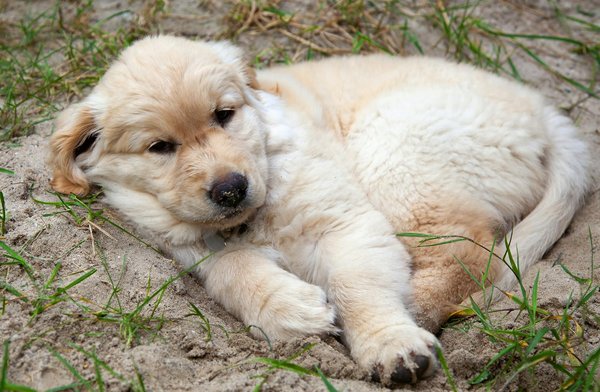 Les chiens agressifs : comment les gérer ?