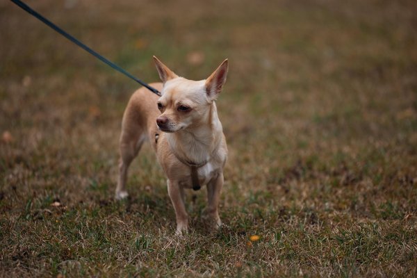 Les nouveaux développements en réhabilitation animale