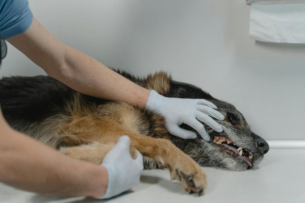 Produits d'hygiène et soins pour animaux : le guide essentiel