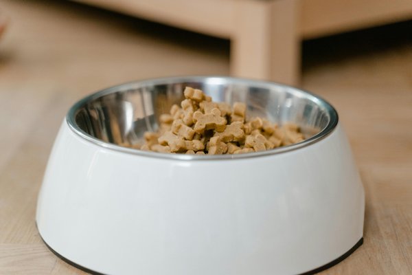 Comment bien choisir des croquettes pour chien : conseils et avis experts
